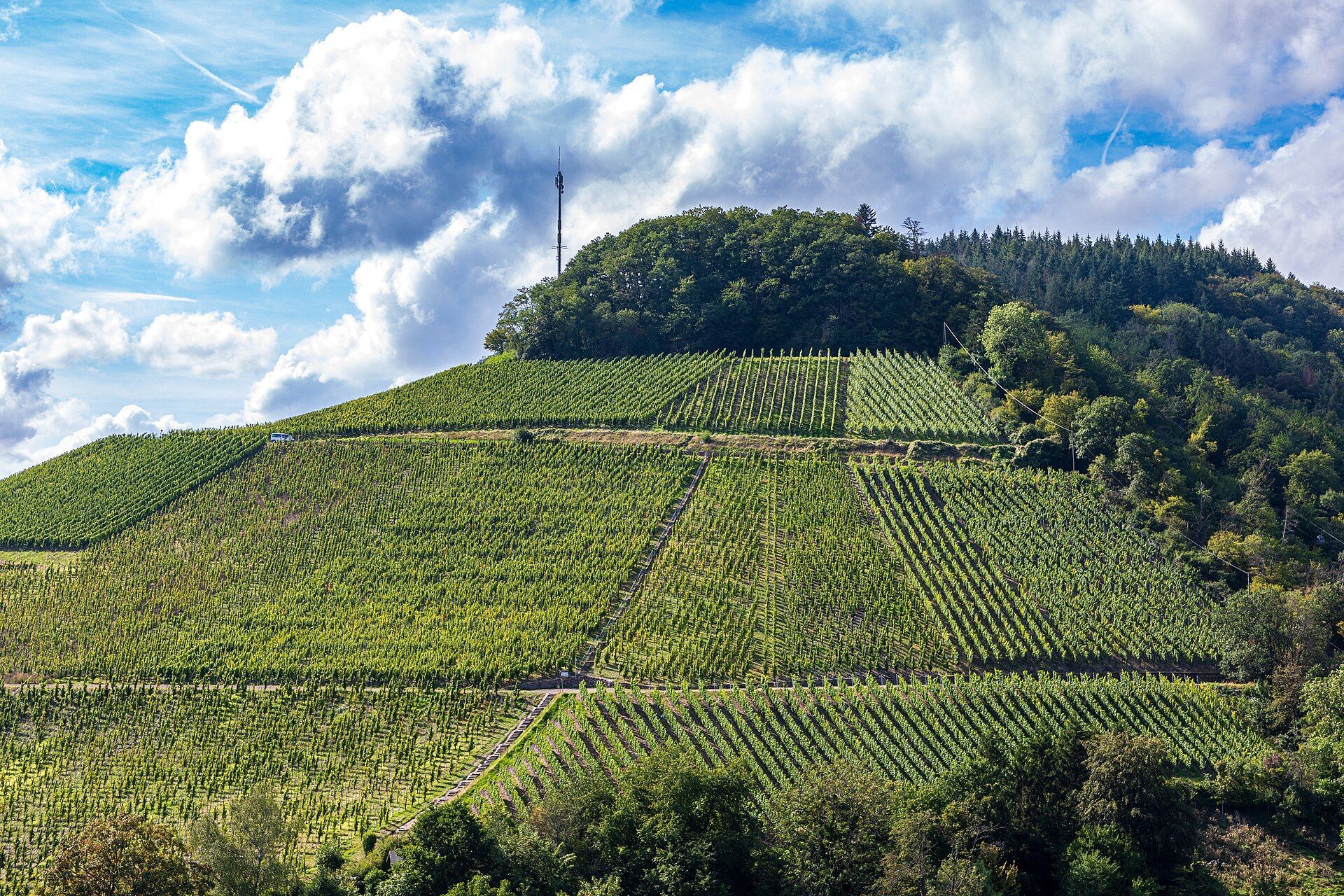 Weinberg „Saarburger Rausch“ über der Stadt